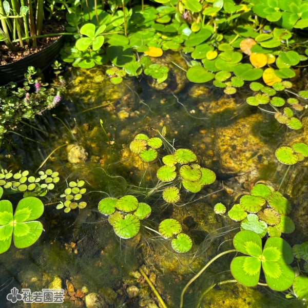 ☆atsupapa☆様 リクエスト 4点 まとめ商品　水草 水生植物】 アマゾンフロッグピット | 杜若園芸WEBショップ｜水草の