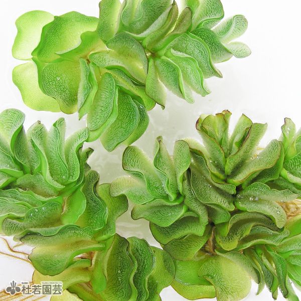水生植物】 オオカナダモ（アナカリス） 鉛巻き | 杜若園芸WEBショップ