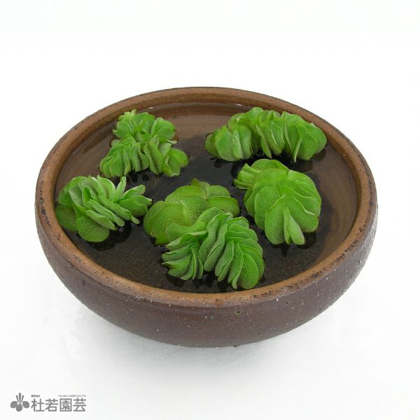 水生植物】 オオサンショウモ | 杜若園芸WEBショップ｜水草の生産販売