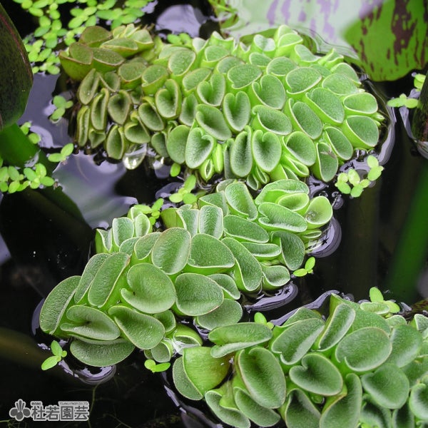 水生植物】 オオカナダモ（アナカリス） 鉛巻き | 杜若園芸WEBショップ