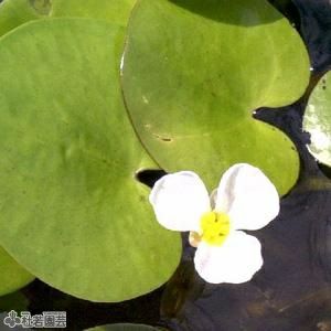 水生植物】 トチカガミ | 杜若園芸WEBショップ｜水草の生産販売【通販
