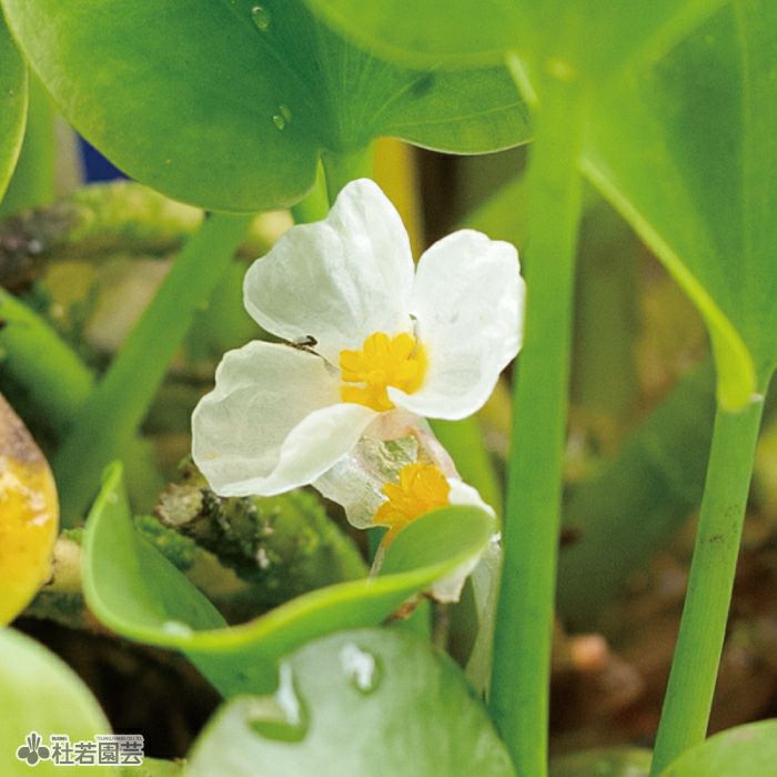 水生植物】 トチカガミ | 杜若園芸WEBショップ｜水草の生産販売【通販