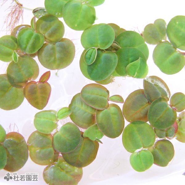 水生植物】 オオサンショウモ | 杜若園芸WEBショップ｜水草の生産販売