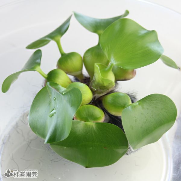 水生植物】 ホテイアオイ | 杜若園芸WEBショップ｜水草の生産販売