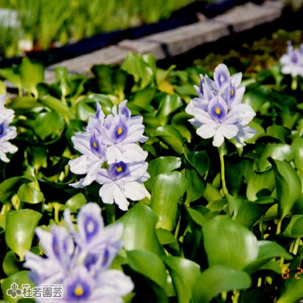 水生植物】 ホテイアオイ | 杜若園芸WEBショップ｜水草の生産販売