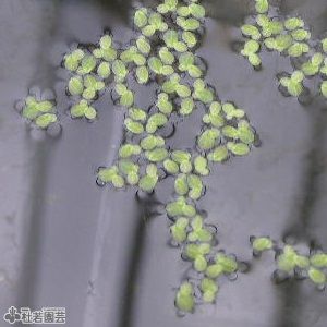 水生植物】 マツモ | 杜若園芸WEBショップ｜水草の生産販売【通販