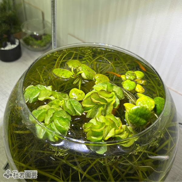 ゆゆゆぶり水草 水生植物】 ゆらゆら浮き草セット | 杜若園芸WEBショップ｜水草の生産