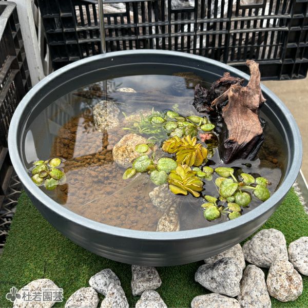 水生植物】 ゆらゆら浮き草セット | 杜若園芸WEBショップ｜水草の生産
