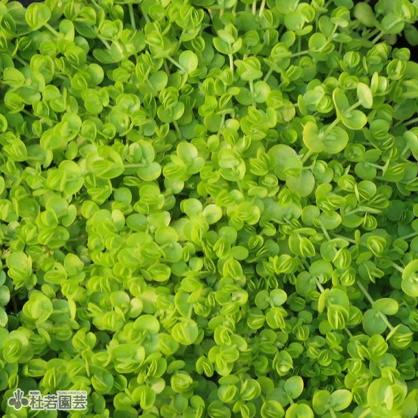 水生植物】 ウォーターコイン(ウォーターマッシュルーム) | 杜若園芸