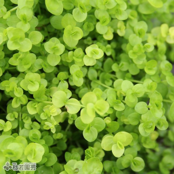 水生植物】 ラージパールグラス | 杜若園芸WEBショップ｜水草の生産