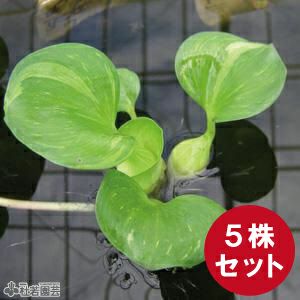 水生植物】 フイリホテイアオイ 5個セット | 杜若園芸WEBショップ