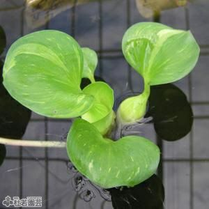 水生植物】 フイリホテイアオイ | 杜若園芸WEBショップ｜水草の生産