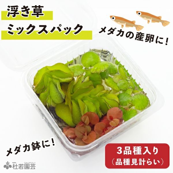 日め研】オロチ 1ペア | 杜若園芸WEBショップ｜水草の生産販売【通販