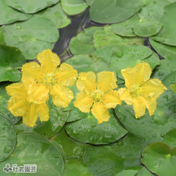 水生植物】 ミソハギ | 杜若園芸WEBショップ｜水草の生産販売【通販