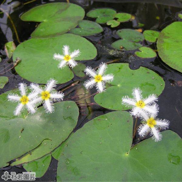 水生植物】 ガガブタ(10.5cmポット) | 杜若園芸WEBショップ｜水草の