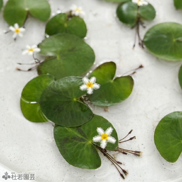 水生植物】 ガガブタ(10.5cmポット) | 杜若園芸WEBショップ｜水草の