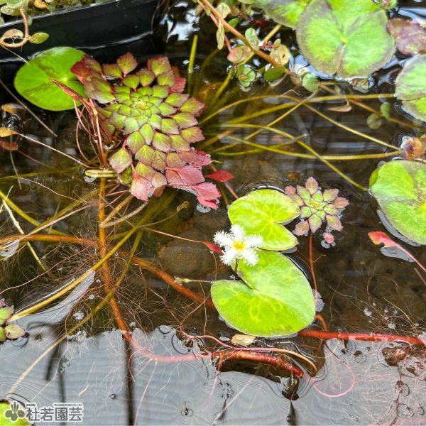 水生植物】 ガガブタ(10.5cmポット) | 杜若園芸WEBショップ｜水草の