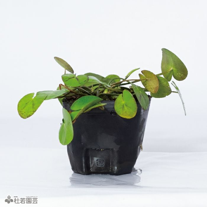 水生植物】 ガガブタ(10.5cmポット) | 杜若園芸WEBショップ｜水草の