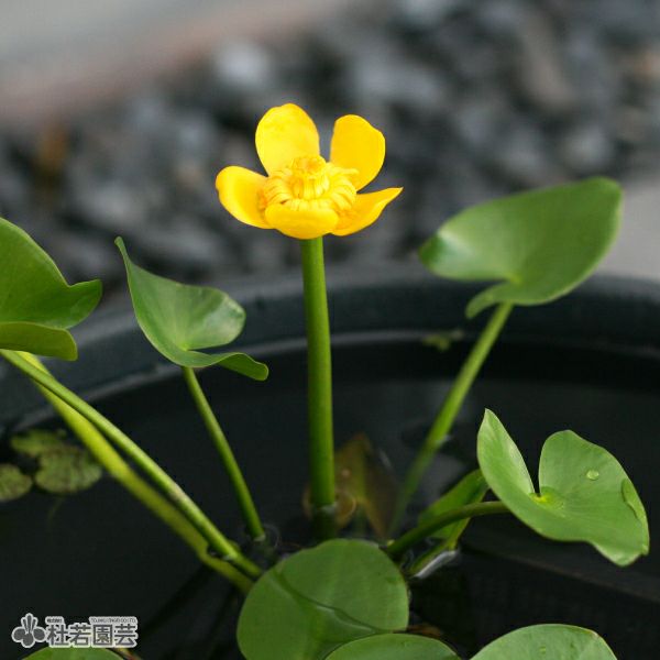 【お問合せ・確認用】植物全般（多肉、球根、水草、熱帯植物等） セダム 品種見計い【多肉植物 3号ポット】｜ 【植物のITANSE