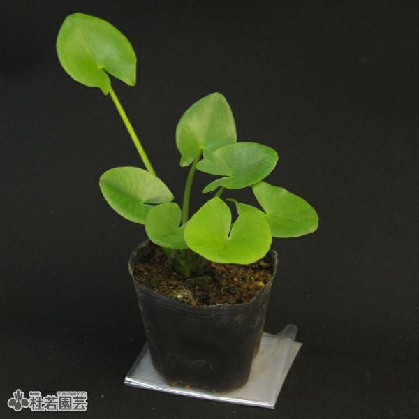 水生植物】コウホネ 12cmポット | 杜若園芸WEBショップ｜水草の生産