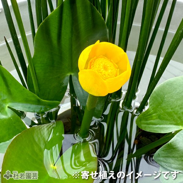 水生植物】コウホネ 12cmポット | 杜若園芸WEBショップ｜水草の生産