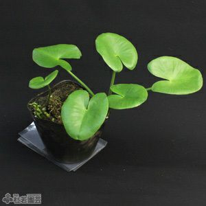 水生植物】 コウホネルーテウム12cmポット | 杜若園芸WEBショップ