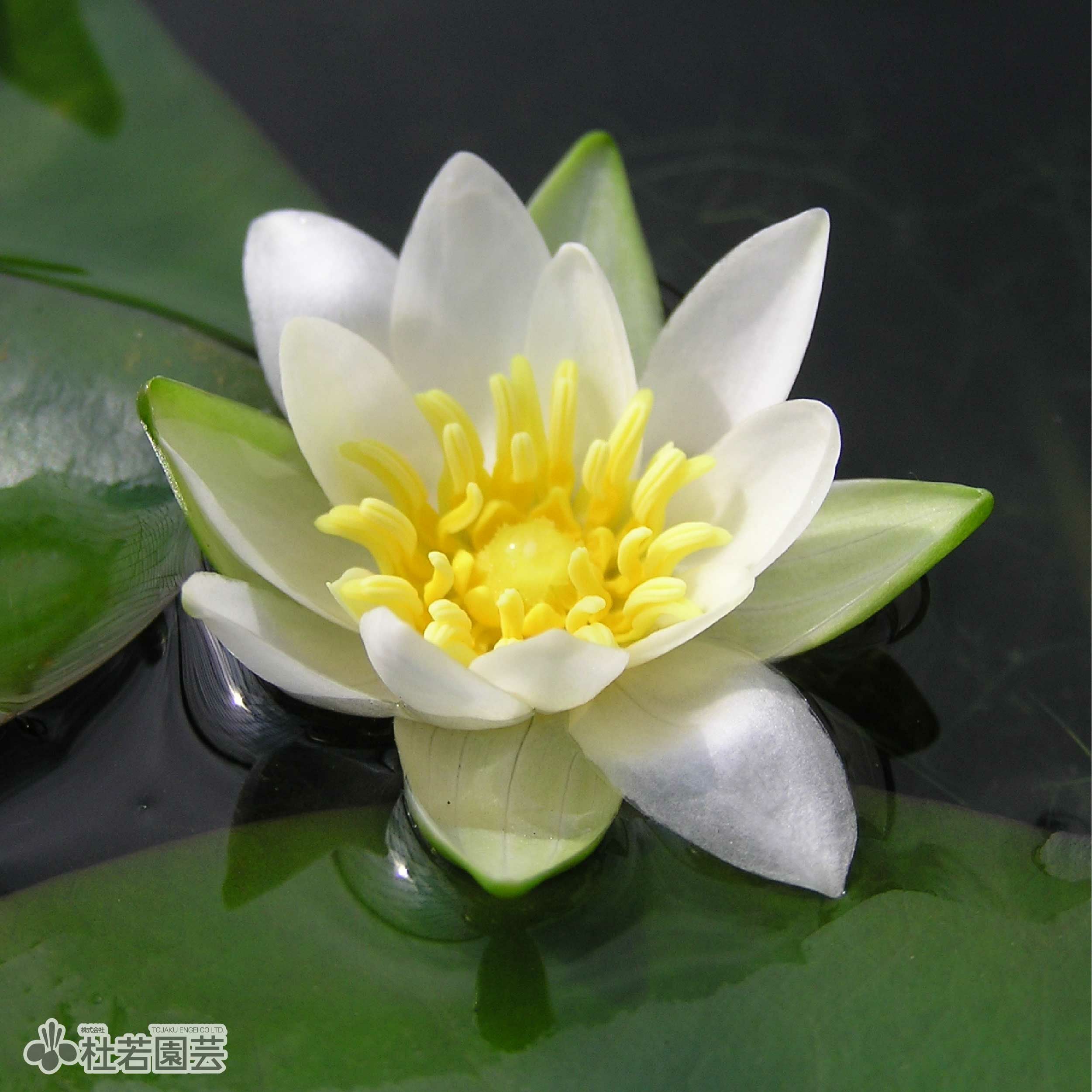 水生植物】 ヒツジグサ 12cmP | 杜若園芸WEBショップ｜水草の生産