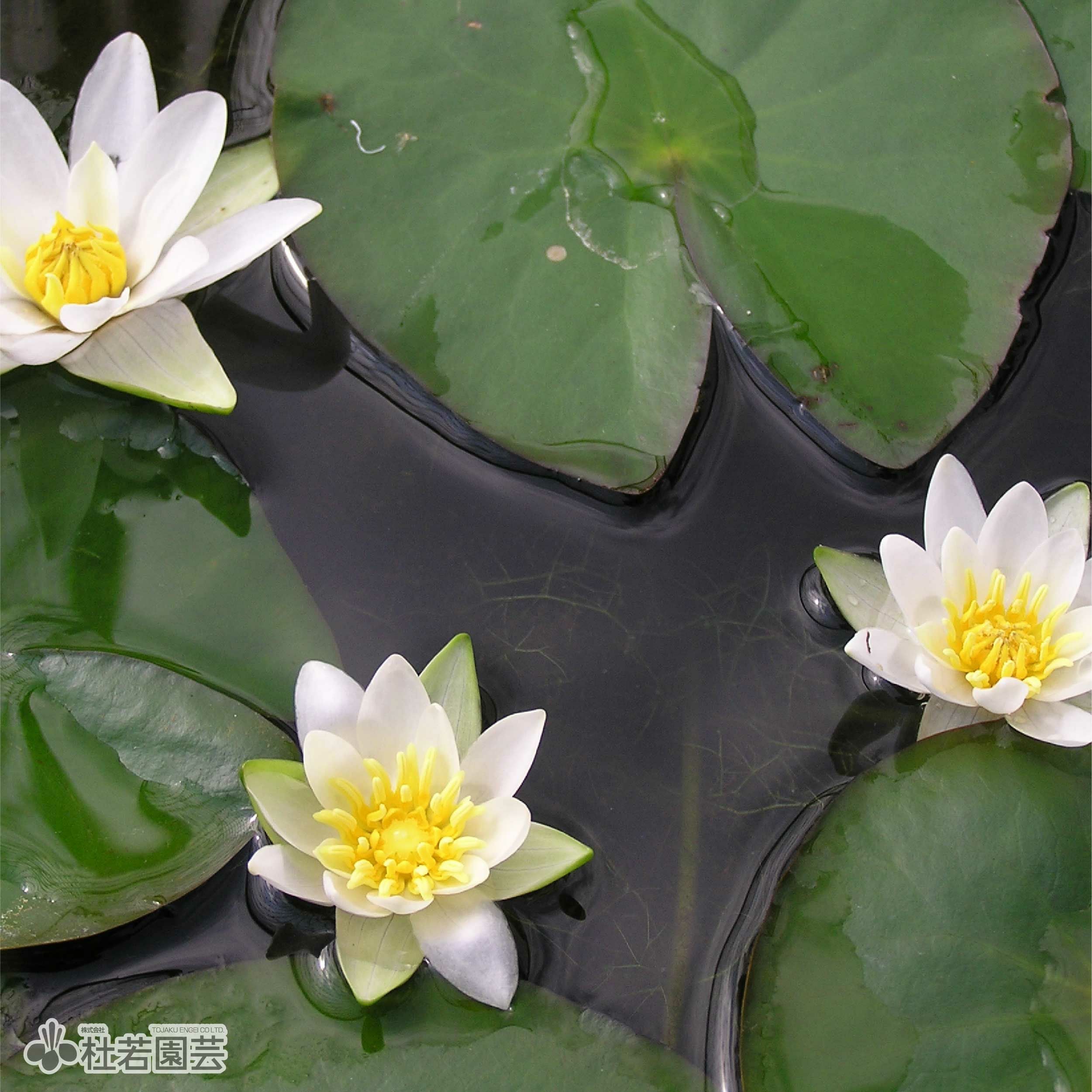 水生植物】 ヒツジグサ 12cmP | 杜若園芸WEBショップ｜水草の生産