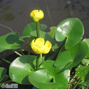 水生植物】 ヒメコウホネ 12cmポット | 杜若園芸WEBショップ｜水草の