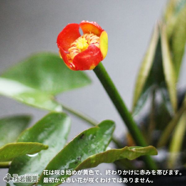 水生植物】 ベニコウホネ 12cmポット | 杜若園芸WEBショップ｜水草の