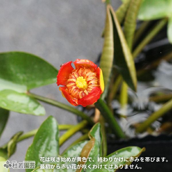 水生植物】 ベニコウホネ 12cmポット | 杜若園芸WEBショップ｜水草の