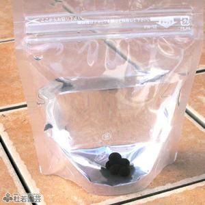 水生植物】 オオオニバスの種 5粒入り | 杜若園芸WEBショップ｜水草の