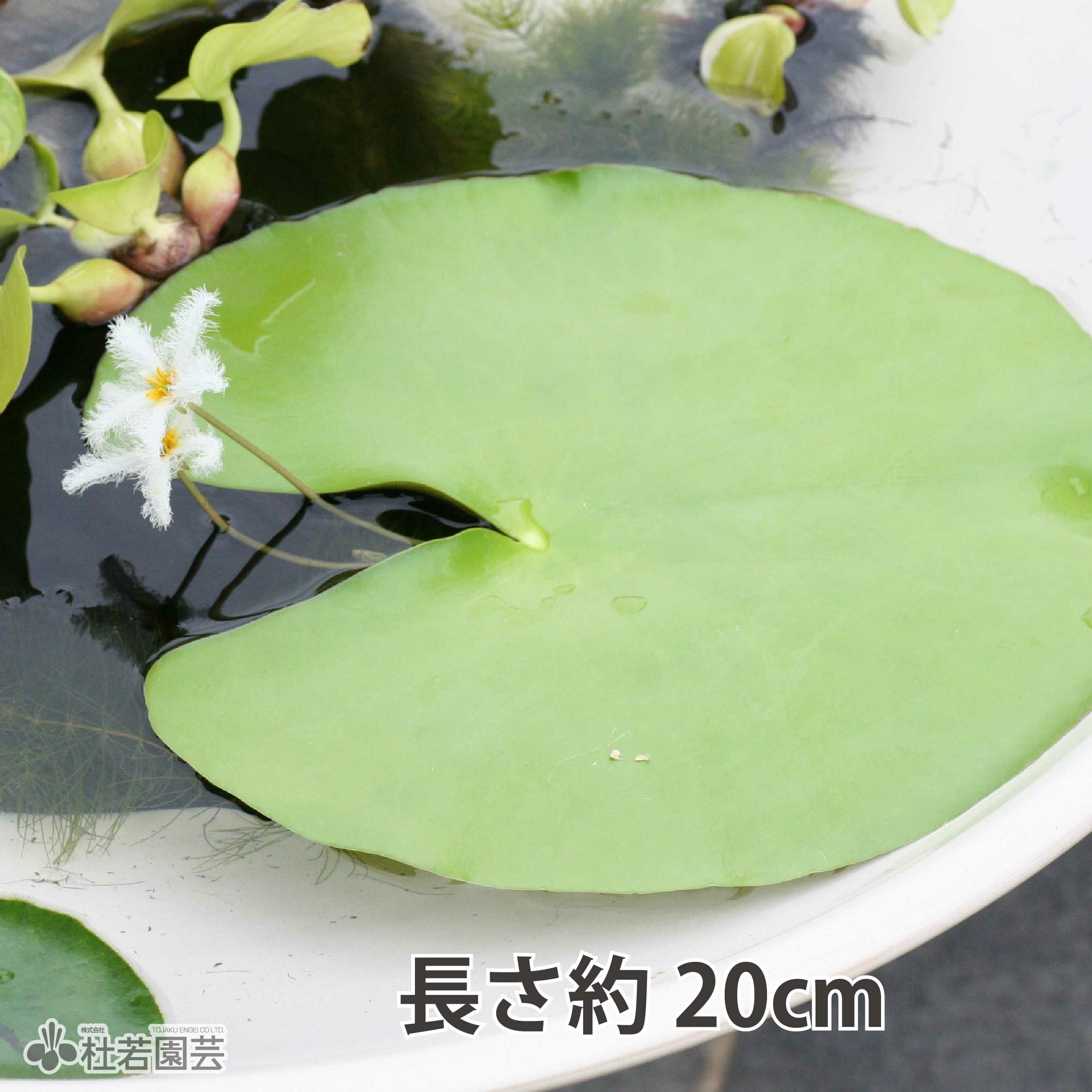 水生植物】 タイワンガガブタ | 杜若園芸WEBショップ｜水草の生産販売