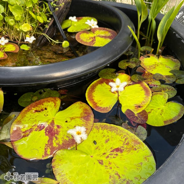 水生植物】 タイワンガガブタ | 杜若園芸WEBショップ｜水草の生産販売