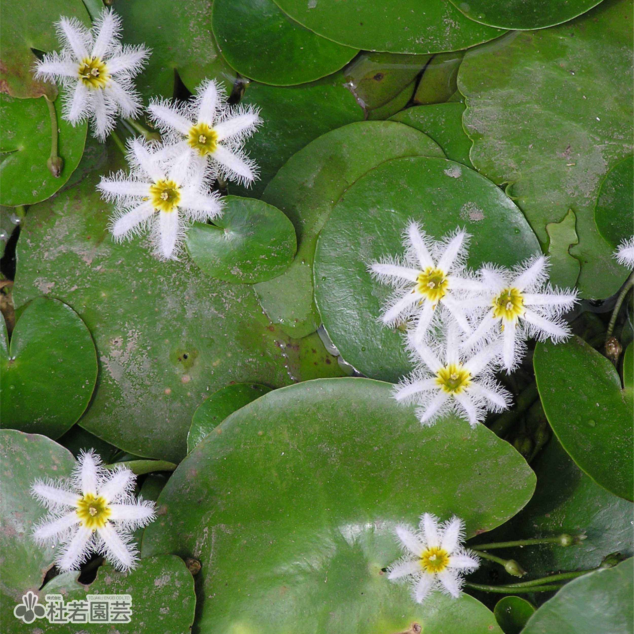 シロワカ シロユキワカハダ まとめ売り 水生植物】 タイワンガガブタ | 杜若園芸WEBショップ｜水草の生産販売