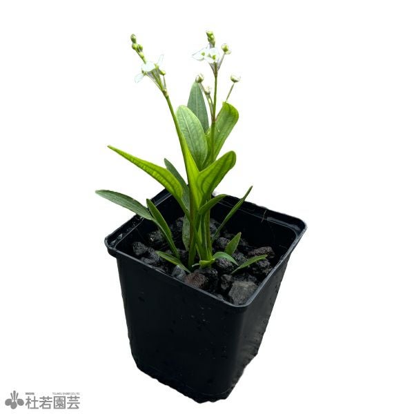 メダカ喜ぶ水草 ナガバオモダカ 11cm角ポット | 杜若園芸WEBショップ