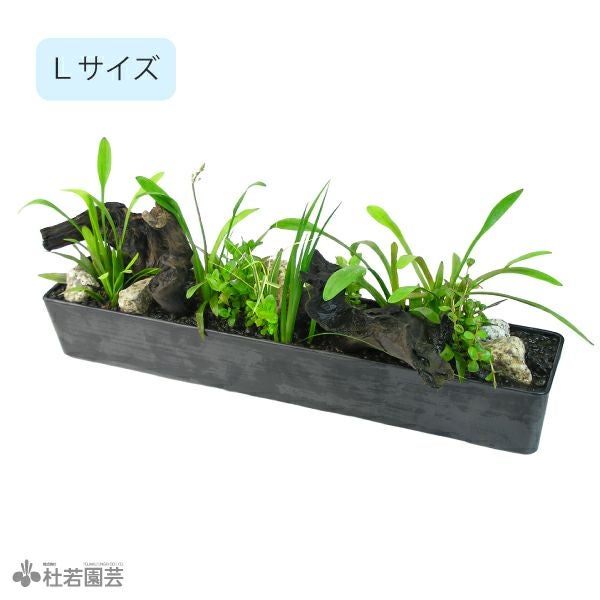 浄化石入り 水中箱庭水草（大） | 杜若園芸WEBショップ｜水草の生産