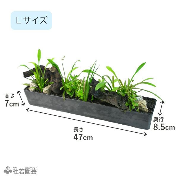 水中横長アレンジ デラックス L | 杜若園芸WEBショップ｜水草の生産