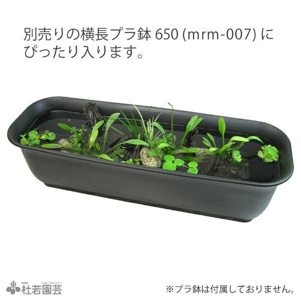 水中横長アレンジ デラックス L | 杜若園芸WEBショップ｜水草の生産