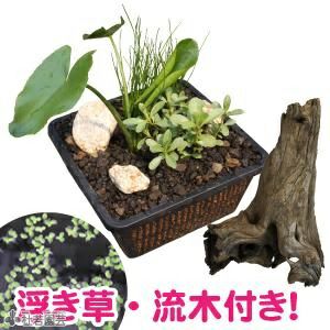 メダカの憩いプチビオトープ 日本の水生デラックスA（アオウキクサ