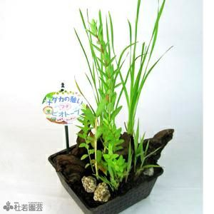 メダカの憩いプチビオトープ 日本の水生デラックスB（アオウキクサ付き