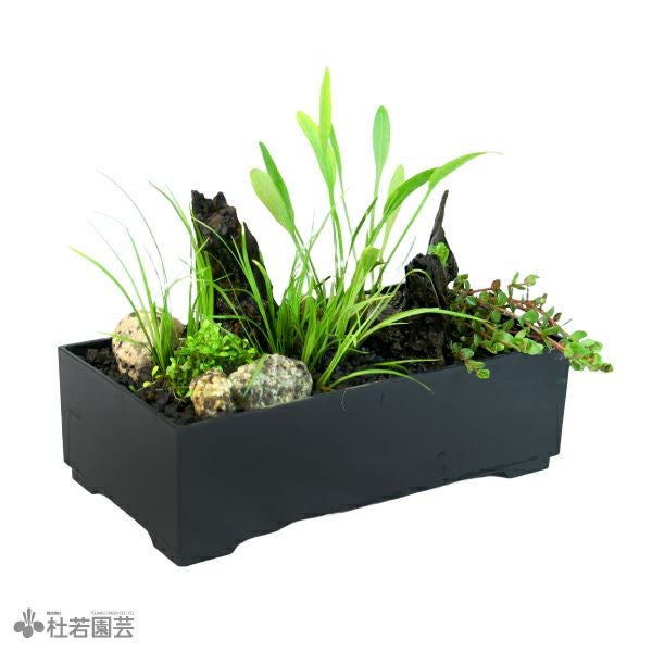 石臼　メダカの飼育や水草栽培に 水草の育て方！初心者が覚えておきたい選び方、育成の手順や注意点を