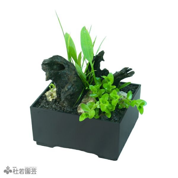 石臼　メダカの飼育や水草栽培に 石臼の幹之メダカ＊秋 - YouTube