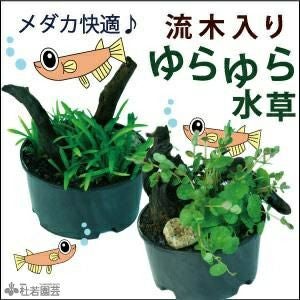 メダカ産卵用浮き草3品種入りセット | 杜若園芸WEBショップ｜水草の