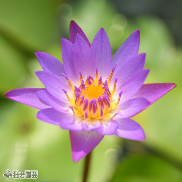 スイレン】 ティナ(熱帯睡蓮) 10.5cmポット | 杜若園芸WEBショップ