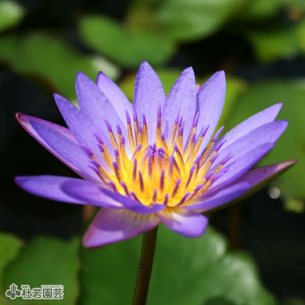 スイレン】 ティナ(熱帯睡蓮) 10.5cmポット | 杜若園芸WEBショップ