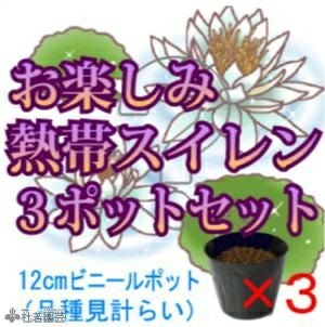 スイレン】 お楽しみ熱帯睡蓮(品種不明) 3ポットセット | 杜若園芸WEB
