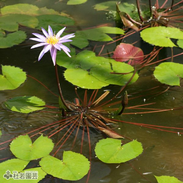 スイレン】 イスラモラダ(熱帯睡蓮) 10.5cmポット | 杜若園芸WEB