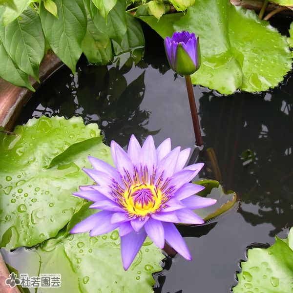 睡蓮☆ スイレン】 ホーランディア(温帯睡蓮) 19cmカゴ | 杜若園芸WEBショップ