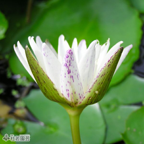 スイレン】 カオヒラリー(熱帯睡蓮) 10.5cmポット | 杜若園芸WEB